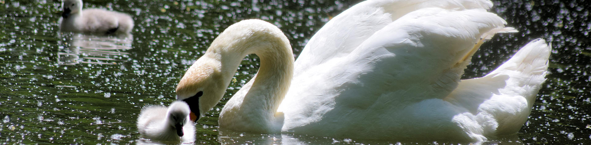 Swan-upping
