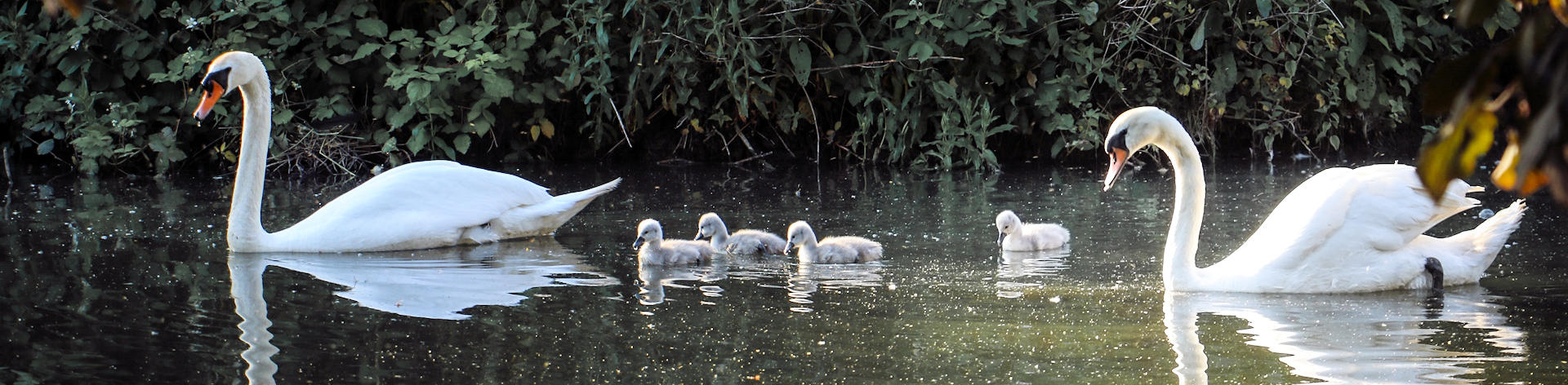 Feeding-swans